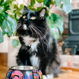 NEW Fantasticats Pet Bowl