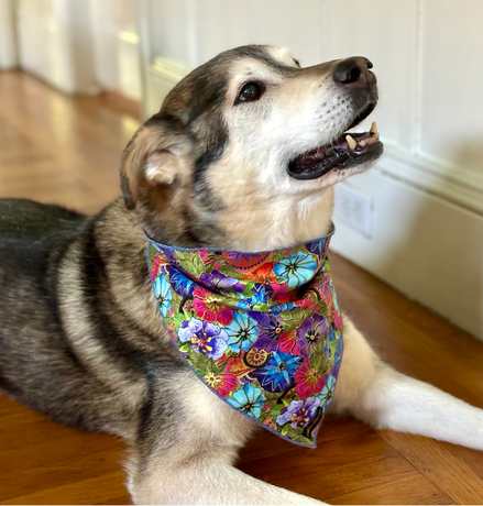 PET ACCESSORIES SALE!